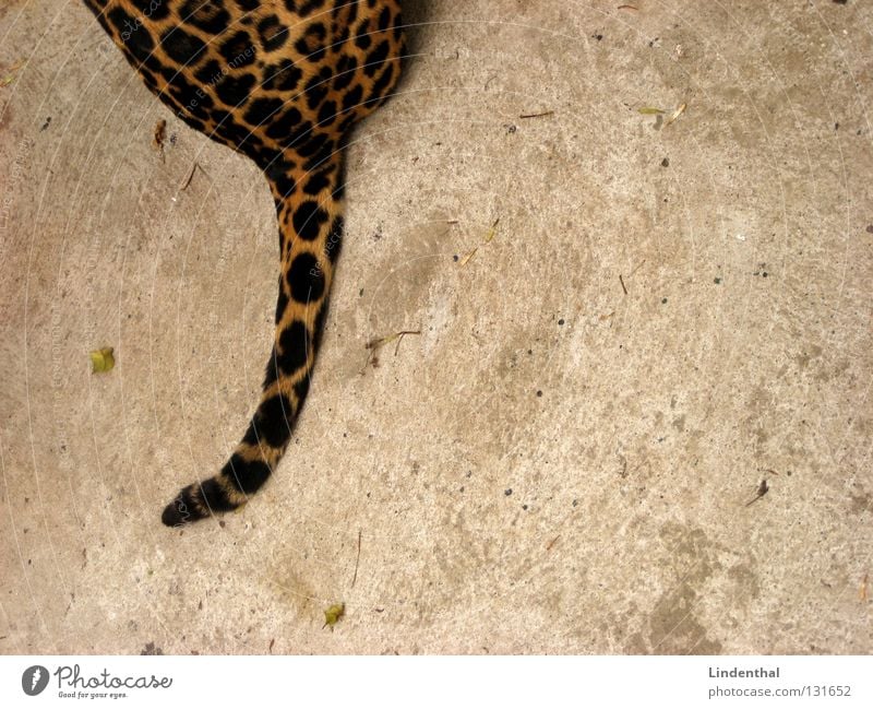 Wildkatzenschwanz Fell Katze Muster Schwanz Tier Säugetier sitzen Hinterteil Textfreiraum rechts Anschnitt Bildausschnitt Ozelotkatze