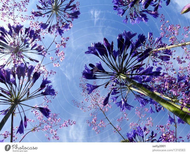 Himmelsfarben... Pflanze Sommer Schönes Wetter Blume schmucklilie agapanthus Garten Blühend leuchten Wachstum ästhetisch Duft natürlich wild blau violett Natur