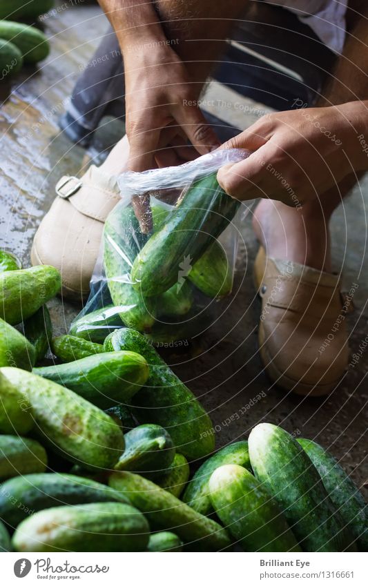 Gurken einpacken Gemüse Ernährung Bioprodukte Sommer Landwirtschaft Forstwirtschaft Mensch 1 Arbeit & Erwerbstätigkeit hocken frisch Gesundheit grün fleißig