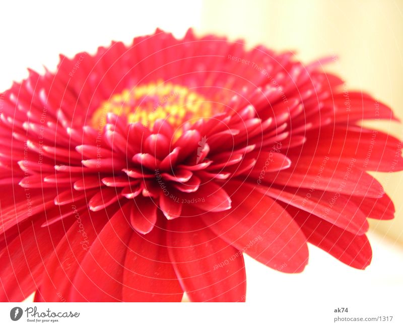 Gerbara Blüte rot