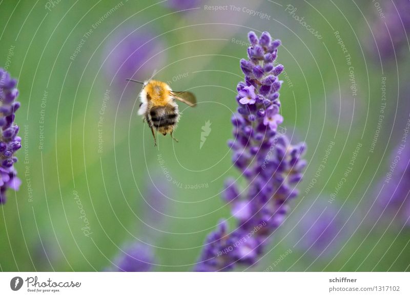 So, Feierabend! brööööö Natur Pflanze Tier Blume Blüte Wiese Biene 1 fliegen Lavendel Lavendelfeld Honigbiene Außenaufnahme Makroaufnahme
