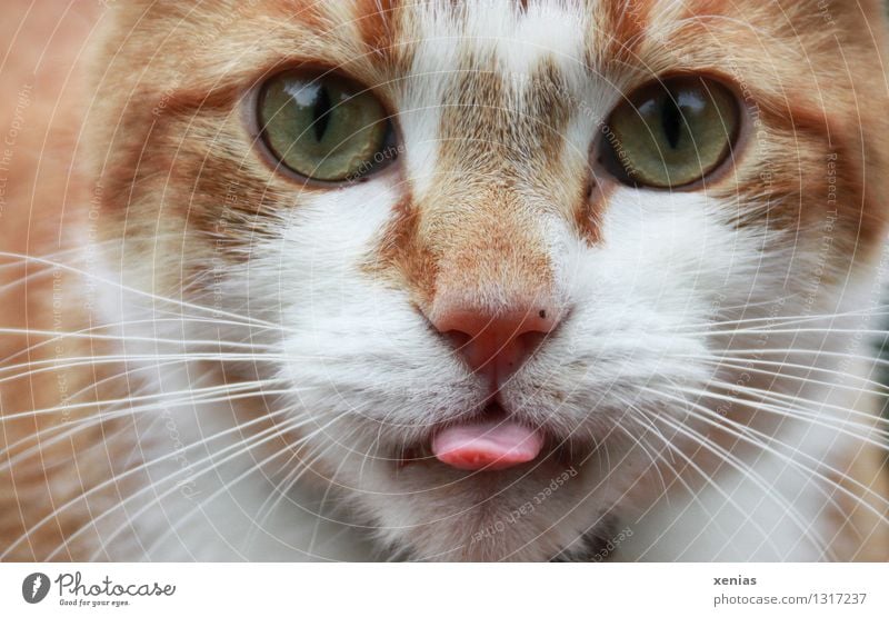 Portrait einer rötlichen Katze mit grünen Augen und  herausgestreckter Zunge Tiergesicht rothaarig Haustier Fell Hauskatze Katzenauge Schnurrhaar rosa Blick