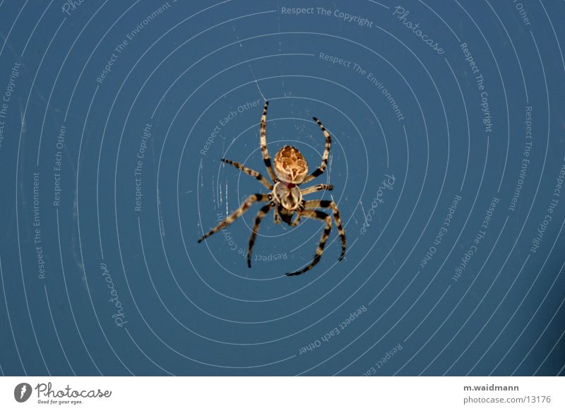 die spinne im küchenfenster 1 Spinne Fenster dunkel Insekt Netz Abend Jagd