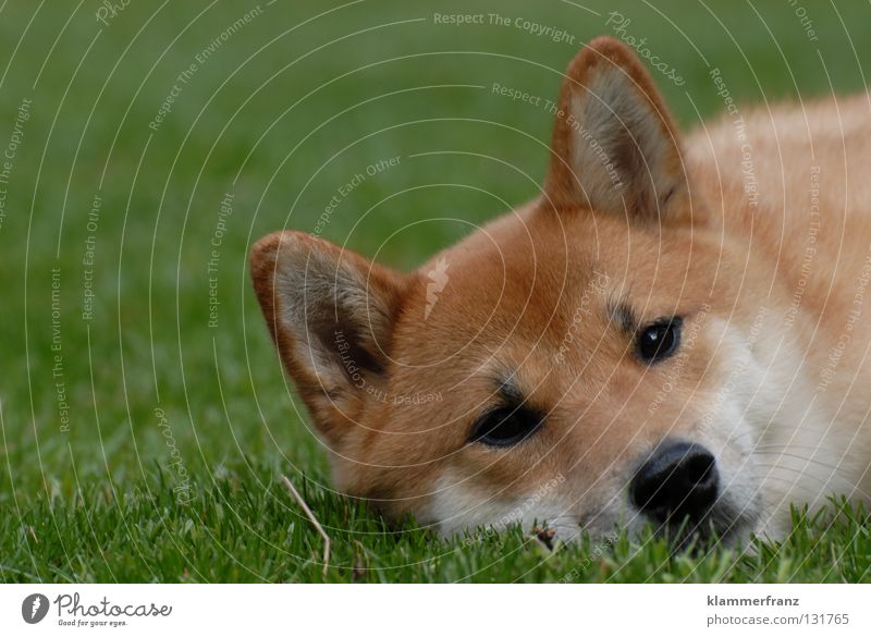 Das Gras wachsen hören Hund Treue Tier Haustier Japan ruhen Pause durchdrehen Erholung Wimpern Augenbraue Fell Mütze Bart Barthaare Welpe ruhig Wachstum Halm