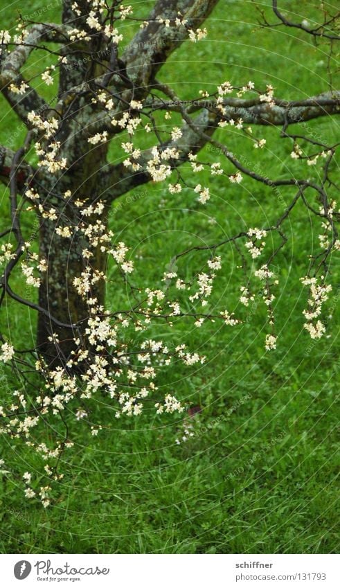Blütengrün Baum Wiese Gras Halm Baumstamm Frühling Regen Blühend Rasen Ast Zweig Blütenzweig