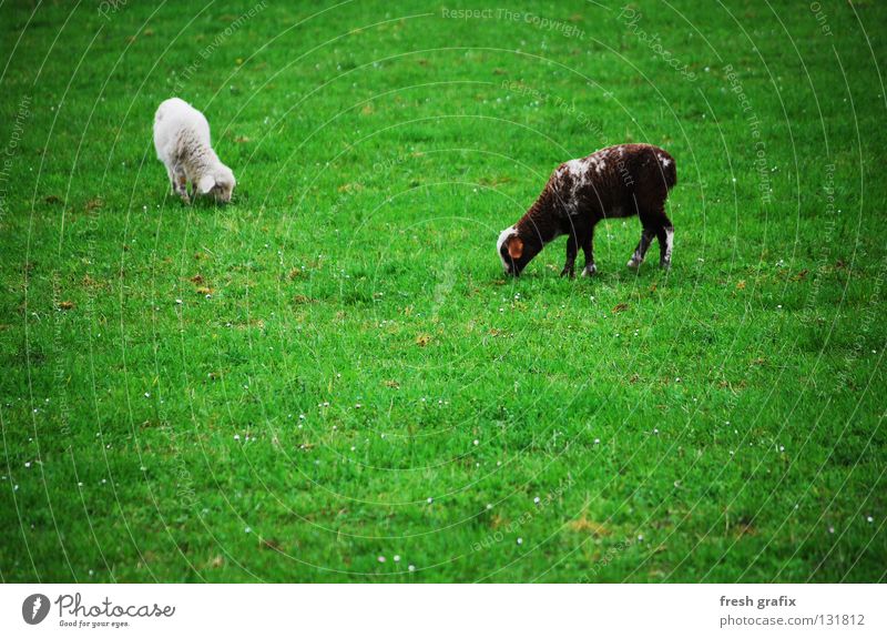 das grasen der lämmer Lamm Tier Schaf Wiese Fressen grün Frühling Wolle Nutztier Säugetier Leben Natur Ernährung