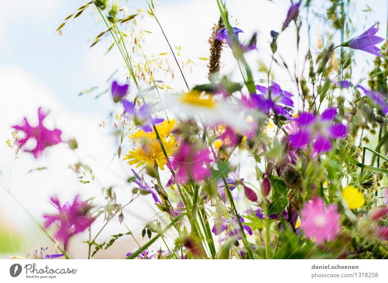 Sommererinnerung Pflanze Blume Gras Blatt Blüte hell mehrfarbig Duft Farbfoto