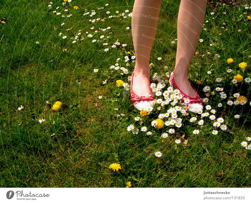 Die roten Schuhe grün Gänseblümchen Löwenzahn Wiese schön Schönes Wetter Blume Blumenteppich Flowerpower Hippie stehen gehen Wade fest Freude Sommer Frau Fuß