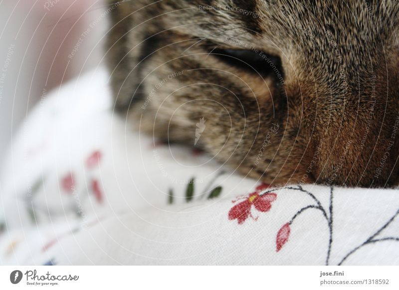 Gutenmorgenkatze harmonisch Sinnesorgane Tier Haustier Katze Tiergesicht Fell Hauskatze Bettdecke Bettwäsche Blumenmuster Erholung schlafen Glück kuschlig