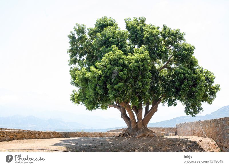 der Baum auf Korsika Umwelt Natur Pflanze Wolkenloser Himmel Sommer Schönes Wetter Hügel Felsen Menschenleer Platz Mauer Wand groß hell schön grün Idylle