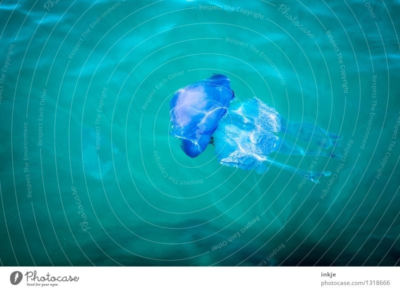 Lise_Noergels Spielgefährtin Wasser Meer Meerestiefe Unterwasseraufnahme Wildtier Qualle Meerestier 1 Tier Schwimmen & Baden bedrohlich Ekel blau grün violett