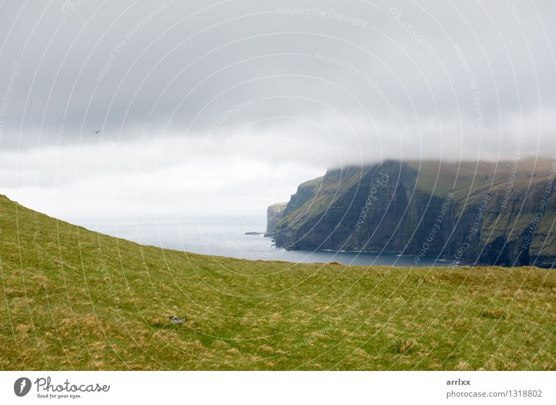 Landschaft auf den Färöern schön Meer Umwelt Natur Wolken Wetter Gras Wiese Felsen Fluss Stein grün Gefühle intensiv dramatisch Stimmung positiv atemberaubend