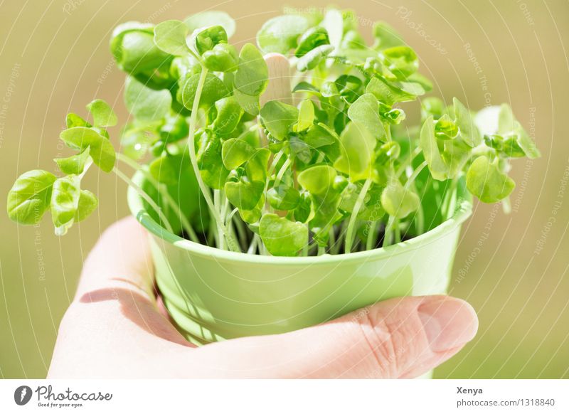 Basilikum Salat Salatbeilage Kräuter & Gewürze Wachstum grün Frühlingsgefühle Blumentopf Basilikumblatt Küchenkräuter frisch selbstgemacht Menschenleer Tag