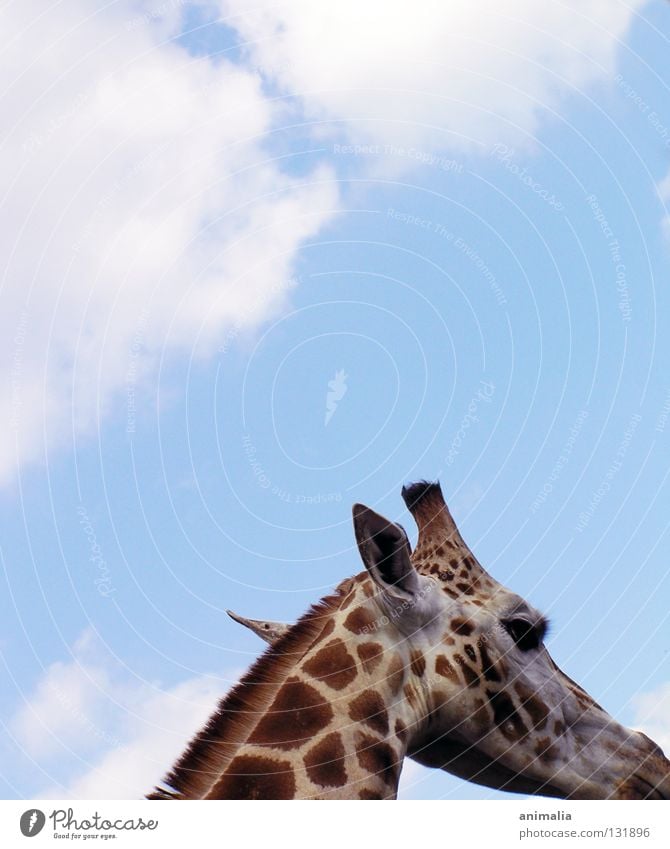 Big B Tier Afrika Bulle Zoo Gehege Wolken Giraffe hoch Himmel die liebliche