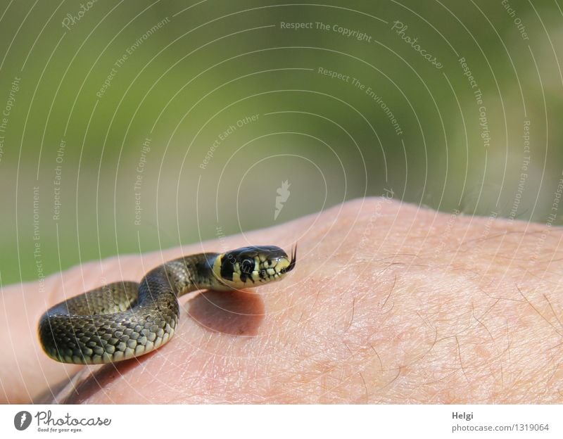 Mini-Ringelnatter... Mensch Hand Umwelt Natur Tier Wildtier Schlange 1 Tierjunges Bewegung Blick ästhetisch außergewöhnlich einzigartig klein natürlich gelb
