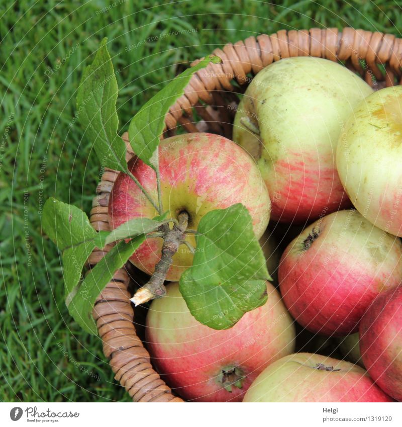 frisch,knackig und lecker... Lebensmittel Frucht Apfel Ernährung Bioprodukte Vegetarische Ernährung Natur Gras Blatt Korb Diät liegen ästhetisch Gesundheit