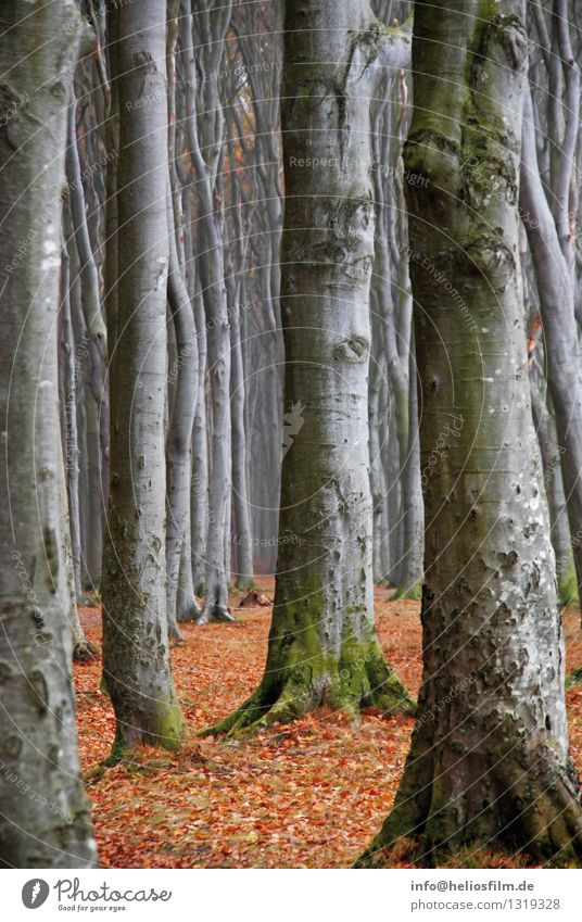 Gespensterwald Landschaft Herbst Baum Park Wald Buchenwald Laubwald Laubbaum grau grau-rot Stab Wege & Pfade Holz alt ästhetisch authentisch bedrohlich dunkel