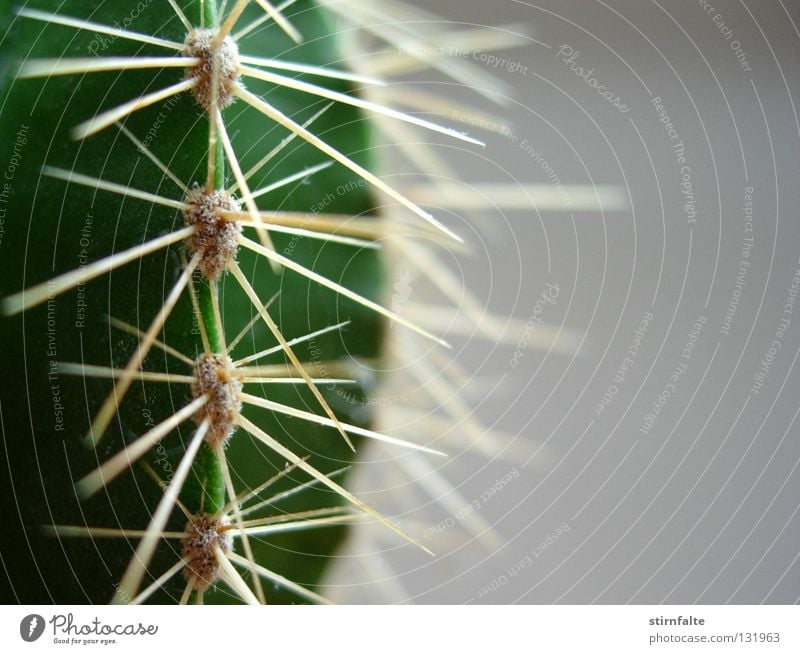 Autsch Kaktus Stachel stechen stachelig grün nah grau Hälfte gefährlich Natur Pflanze Botanik Detailaufnahme Spitze Schmerz Defensive Wüste Makroaufnahme