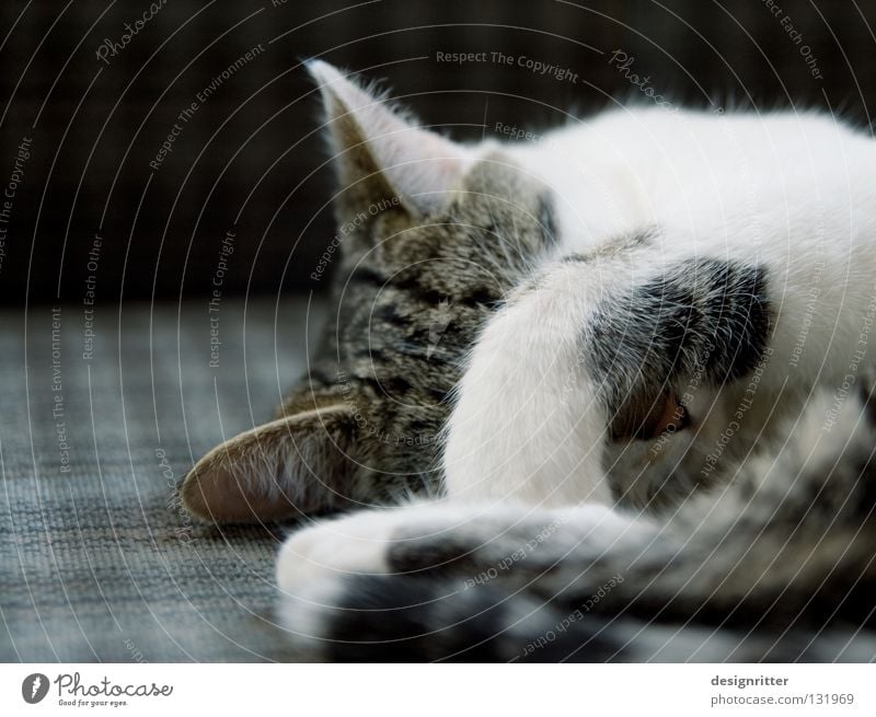 Katze mit Kater schlafen aufwachen wecken Morgen aufstehen Müdigkeit Nacht Schlafmangel Pfote ignorieren Rückzug wehren Ablehnung abweisend Montag Säugetier
