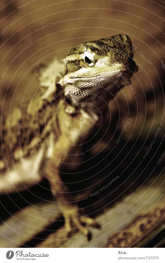 .Ludwig XIV. Echsen Gecko Krallen erhaben Gelassenheit häuten Reptil Tier Unterholz Geschwindigkeit Mut Neugier Unschärfe Straßenhaftung Zoo Tierhandlung