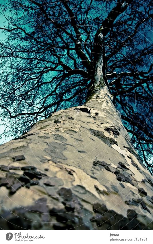 Tarnrinde Zweige u. Äste Geäst Baum Baumkrone Baumrinde Baumstamm Froschperspektive groß hoch kahl Laubbaum Lebensraum Muster Blick nach oben Natur Umweltschutz