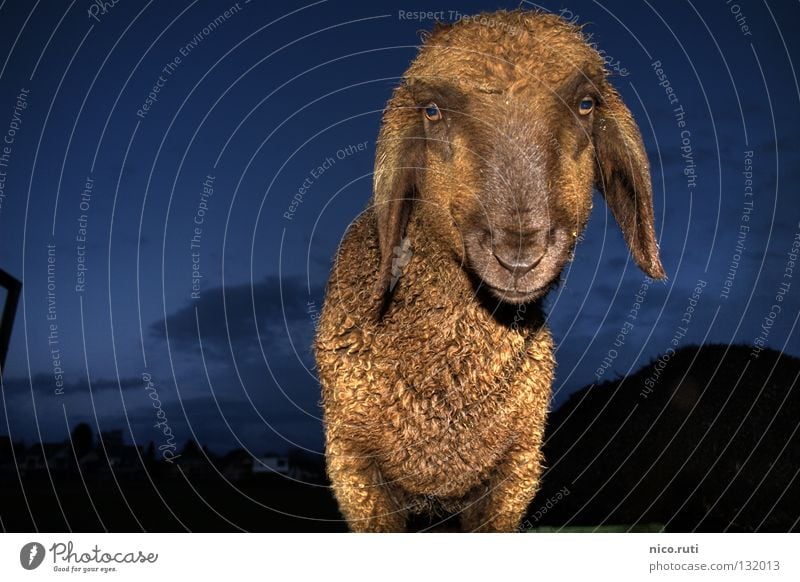 Nachtaktiv Schaf weich mäh Fell dunkel Blitzlichtaufnahme Neugier HDR Säugetier Interesse Lampiohren Dynamikkompression Auge