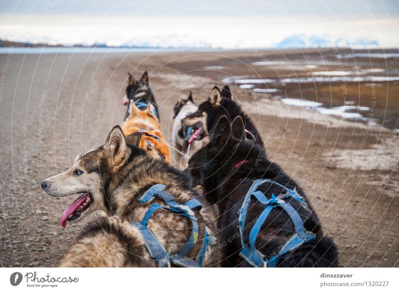 Rodelnde Hunde schön Abenteuer Winter Sport Arbeit & Erwerbstätigkeit Seil Natur Landschaft Tier Pelzmantel Haustier Geschwindigkeit wild weiß Konkurrenz
