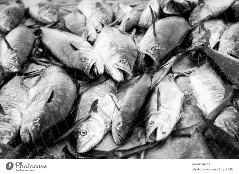 Tuna Fish Lebensmittel Fisch Ernährung Asiatische Küche Gesunde Ernährung Angeln Umwelt Natur Tier Küste Meer Totes Tier Tiergesicht Tiergruppe frisch schwarz