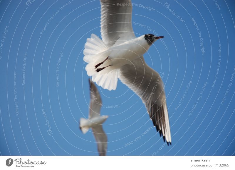 Möwe Jonathan Vogel Sommer Frieden blau fliegen Himmel Flügel Schönes Wetter Seevogel Galway