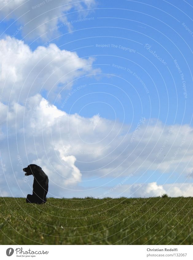 hund sucht .... Mann Feld Hügel Gras Hund Labrador Wiese Wolken Frühlingstag Spaziergang grün schwarz weiß Tier Aussicht hundehalter herrchen hundewiese Himmel