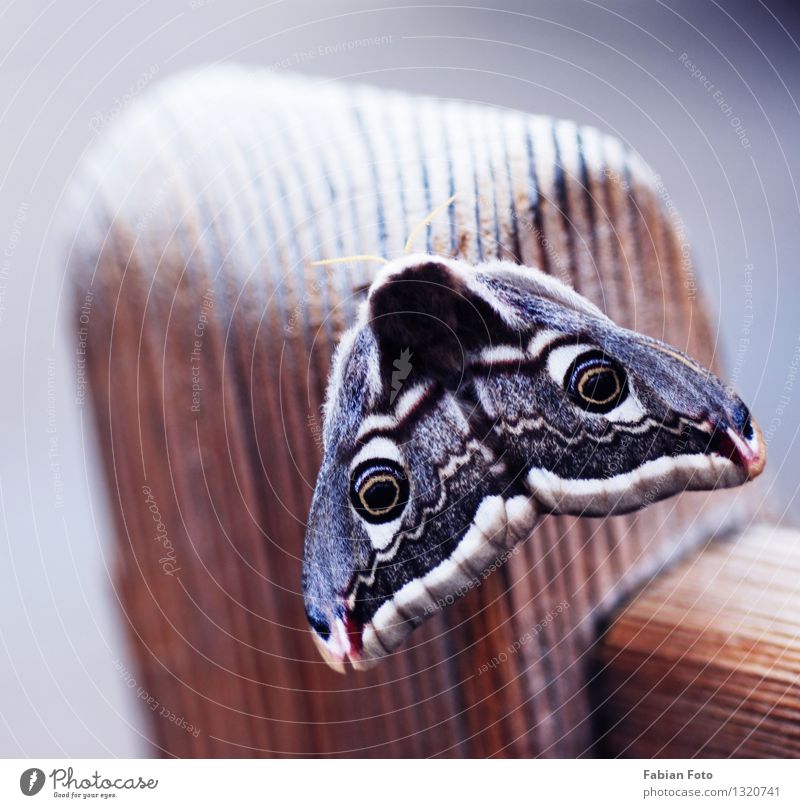 Schmetterling Wildtier Flügel Holz entdecken fliegen violett schön Stuhllehne Farbfoto Außenaufnahme Tag Schwache Tiefenschärfe Tierporträt