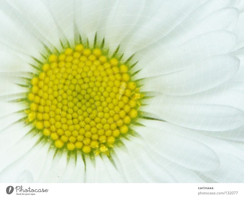 Der Frühling kommt weiß grün-gelb Blume Pflanze harmonisch Blüte Blütenblatt Sommer schön Makroaufnahme Nahaufnahme hell ruhig