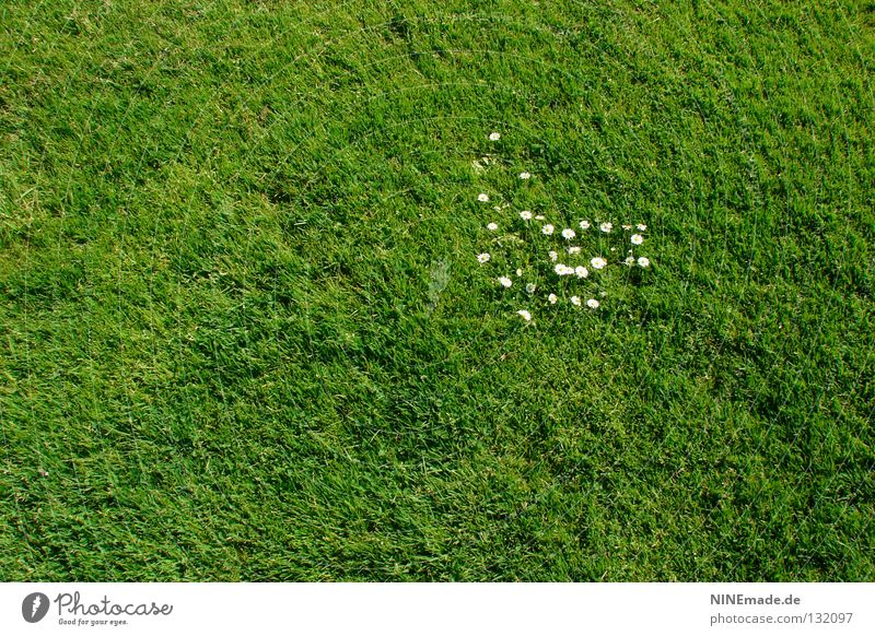 29? Gänseblümchen Blume Blüte Wiese Gras Park grün Haufen Angriff ausbreiten Halm Frühling Sommer Aufstand Rasen Garten Natur weis niedlig. niedlich invasion