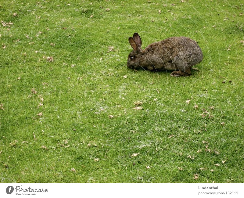 Lecker... Halme !!!! Hase & Kaninchen Wiese Fressen lecker hüpfen lang rechts grün Tier Säugetier bunny Ernährung mhh mmh Ohr oben rammler Osterhase