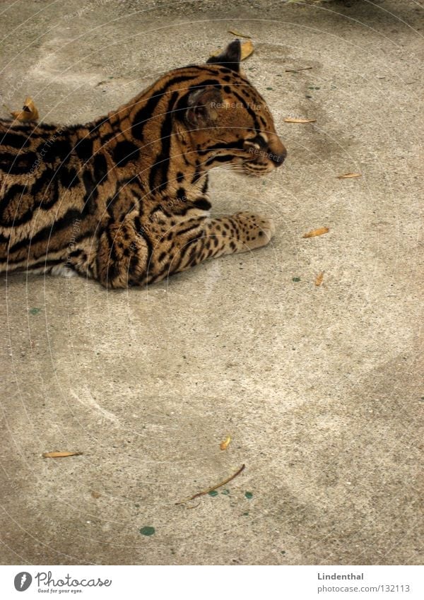 Irgendsone Wildkatze... Fell Katze Muster Tier Säugetier Ozelotkatze Textfreiraum unten Anschnitt Bildausschnitt Tierporträt ruhig Gelassenheit