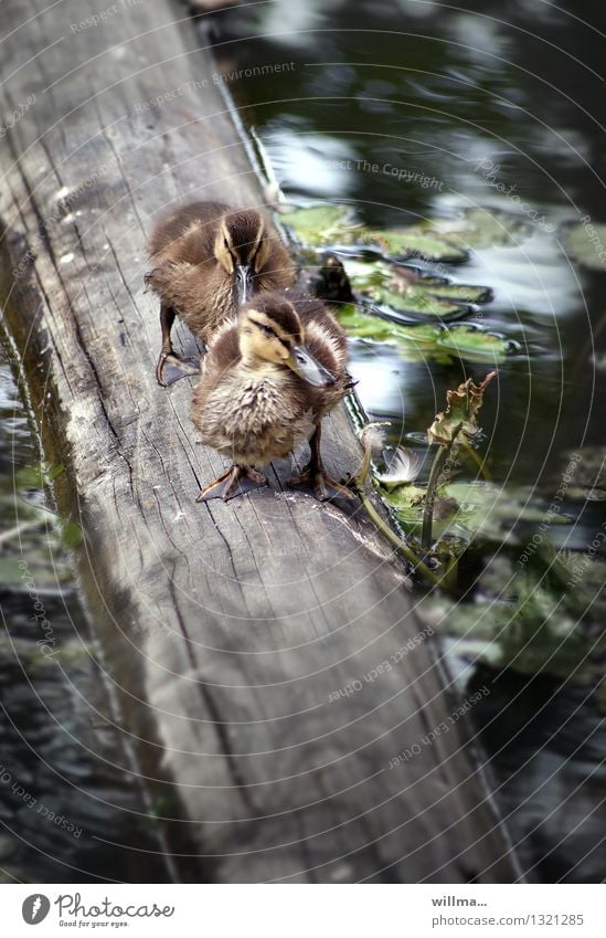 Zwei junge Enten auf einem Baumstamm über dem Wasser Entenküken Entengang 2 Tier Balken niedlich weich Gänsemarsch watscheln Neugier hintereinander