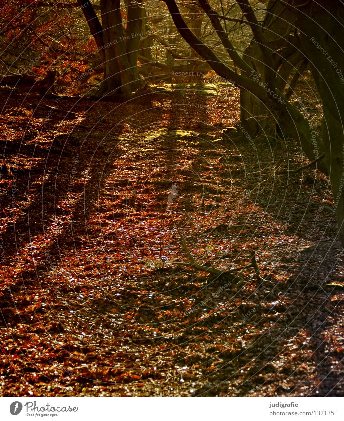 Märchenwald Darß Wald Baum Blatt Buche Laubbaum Waldboden Herbst Winter Umwelt Urwald Nationalpark Farbe Schatten Natur