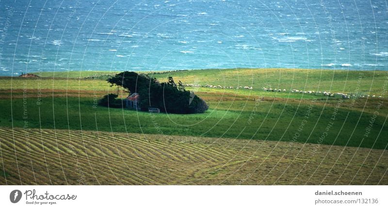 neuseeländischer Seitenwind Neuseeland Schaf abstrakt Hintergrundbild Wiese Meer Küste Wellen rau Wind Haus Geborgenheit Muster Ferien & Urlaub & Reisen grün