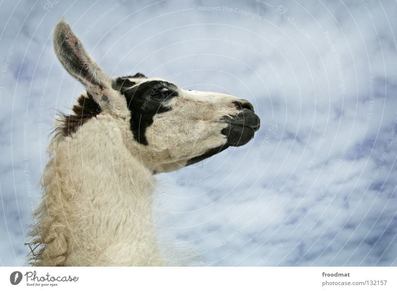 Lama Schweiz Tier bescheiden Hochmut tierisch Kamel Fell buschig Wolken lustig eigenwillig süß Lasttier Wolle frontal Säugetier froodmat Ohr Himmel blau