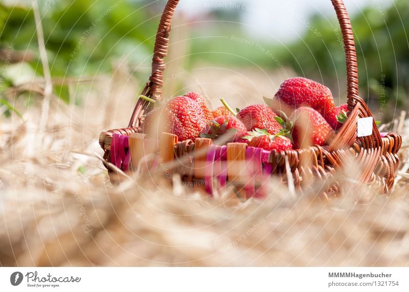 Ein Körbchen Erdbeeren Lebensmittel Frucht Landwirtschaft Forstwirtschaft Natur Pflanze frisch lecker braun rot Frühlingsgefühle genießen Gesundheit Korb