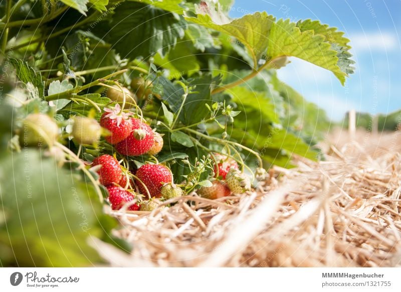Frische Erdbeeren Lebensmittel Frucht Landwirtschaft Forstwirtschaft Pflanze Wolken frisch Gesundheit lecker süß blau rot genießen Plantage Ernte