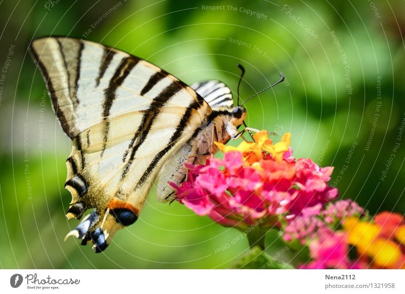 *400* - Weiterflattern Umwelt Natur Tier Frühling Sommer Schönes Wetter Blume Sträucher Blüte Garten Park Wiese Schmetterling Flügel 1 füttern ästhetisch Duft