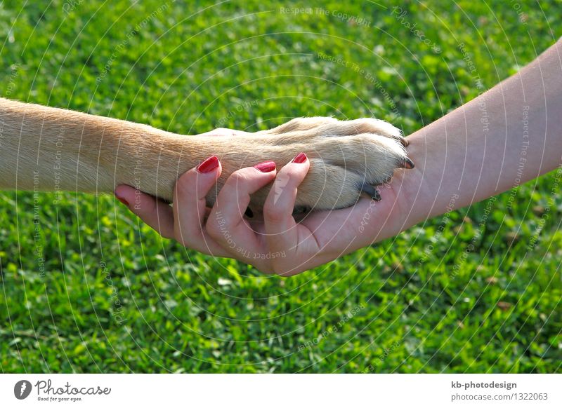 Girl with red nails holding a dog paw feminin Hand 1 Mensch Haustier Hund Liebe Freude Freundschaft Team Teamwork girl friend friendship affection pet meadow