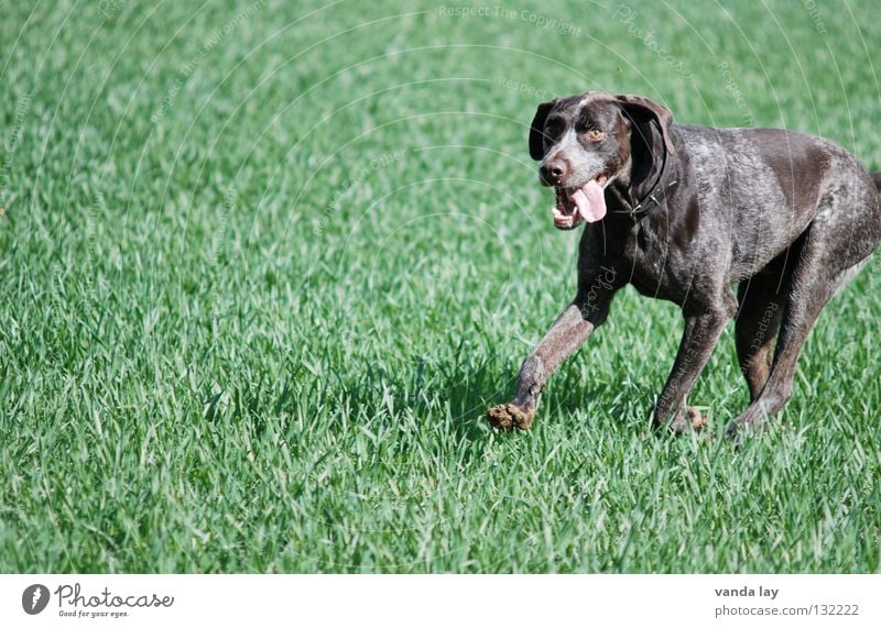 Paul Jagdhund Hund Jäger Tier Treue beste Luft Spaziergang auslaufen braun Wiese Gras flattern Feld grün Säugetier Spielen Deutsch Kurzhaar verlass verlässlich