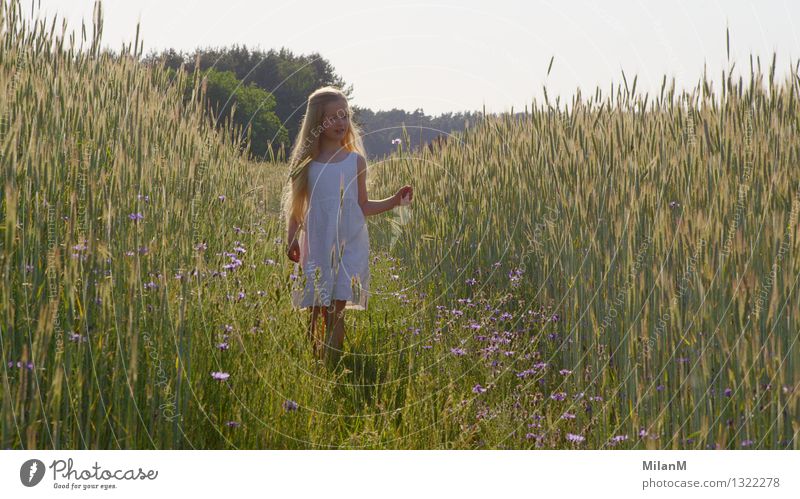 Entdecken Sommer Sonne Mädchen Kindheit 1 Mensch 3-8 Jahre Feld Bewegung Blühend Denken Duft laufen Blick blond frei Freundlichkeit Fröhlichkeit Gesundheit