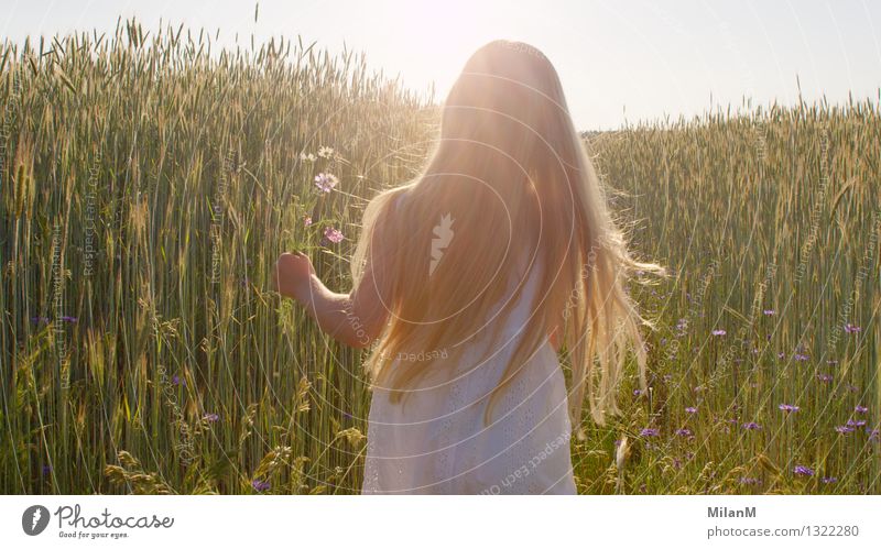 So frei Freiheit Sommer Mädchen Kindheit 3-8 Jahre Natur Landschaft Sonnenlicht Feld berühren Duft gehen Glück hell Wärme Zufriedenheit Lebensfreude Vertrauen