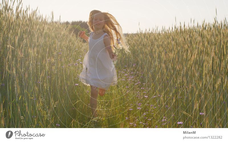 Voller Freude Mädchen 1 Mensch 3-8 Jahre Kind Kindheit Natur Sommer Schönes Wetter Wärme Nutzpflanze Feld Bewegung entdecken laufen rennen ästhetisch blond frei