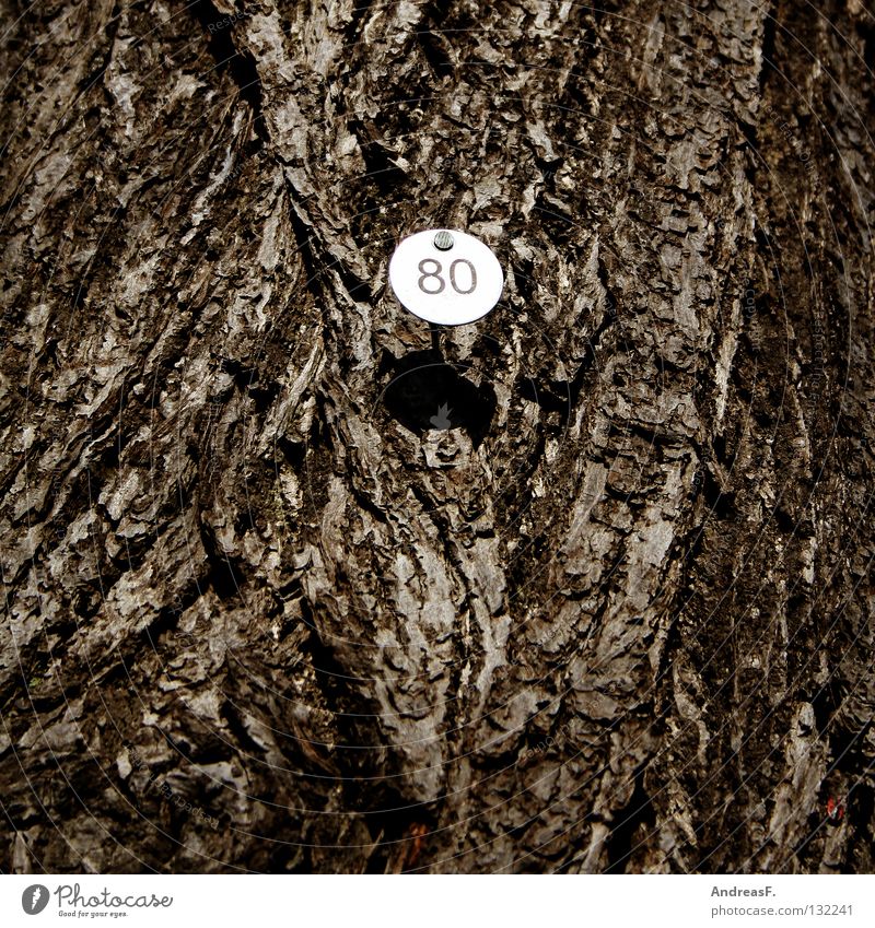 Achtzig 8 Baum Holz Baumrinde Ziffern & Zahlen Jubiläum 80 achtzig Schilder & Markierungen zählen gezählt baumzählung achtzigster