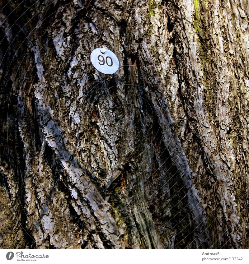 Neunzig 8 Baum Holz Baumrinde Ziffern & Zahlen Jubiläum 90 achtzig Schilder & Markierungen zählen gezählt baumzählung alt neunzigster