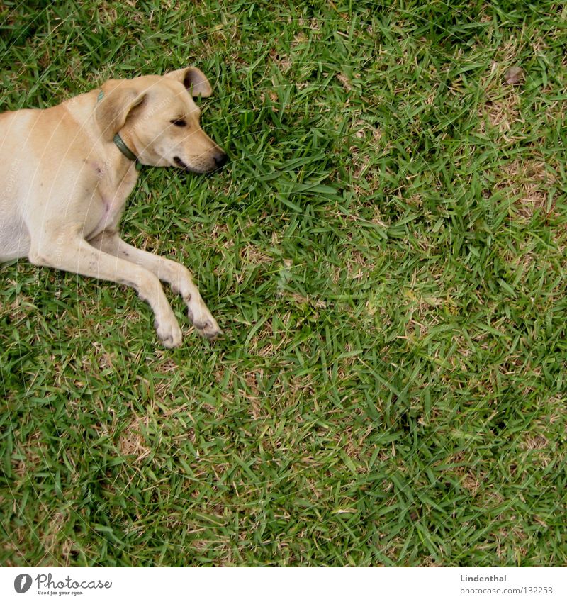 Schnuffel beim Chillen II Hund Vogelperspektive schlafen Erholung Säugetier oben Labrador